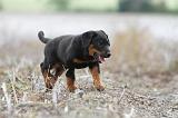 BEAUCERON - PUPPIES 151